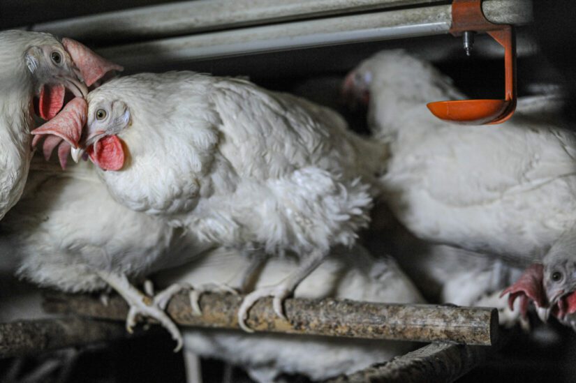 Laying hens perching in an enriched cage. Photo credit: Jo-Anne McArthur / Djurrattsalliansen / We Animals Media