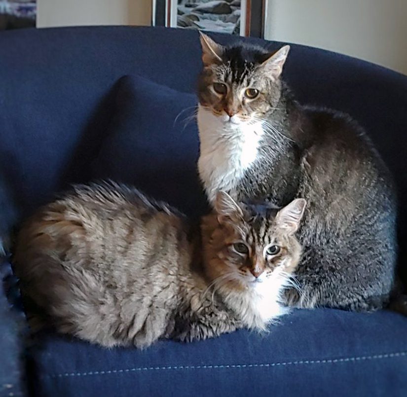 Cats, Luke (standing) and Merlin