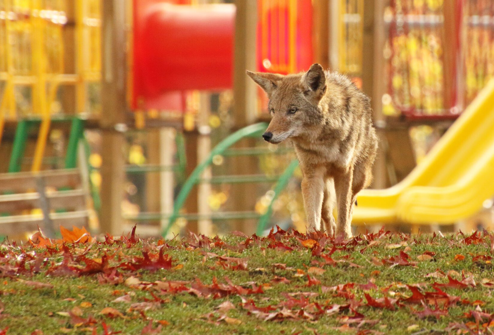 Coyote walking through fallen leaves at playground