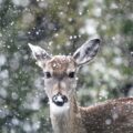 Deer covered in falling snow