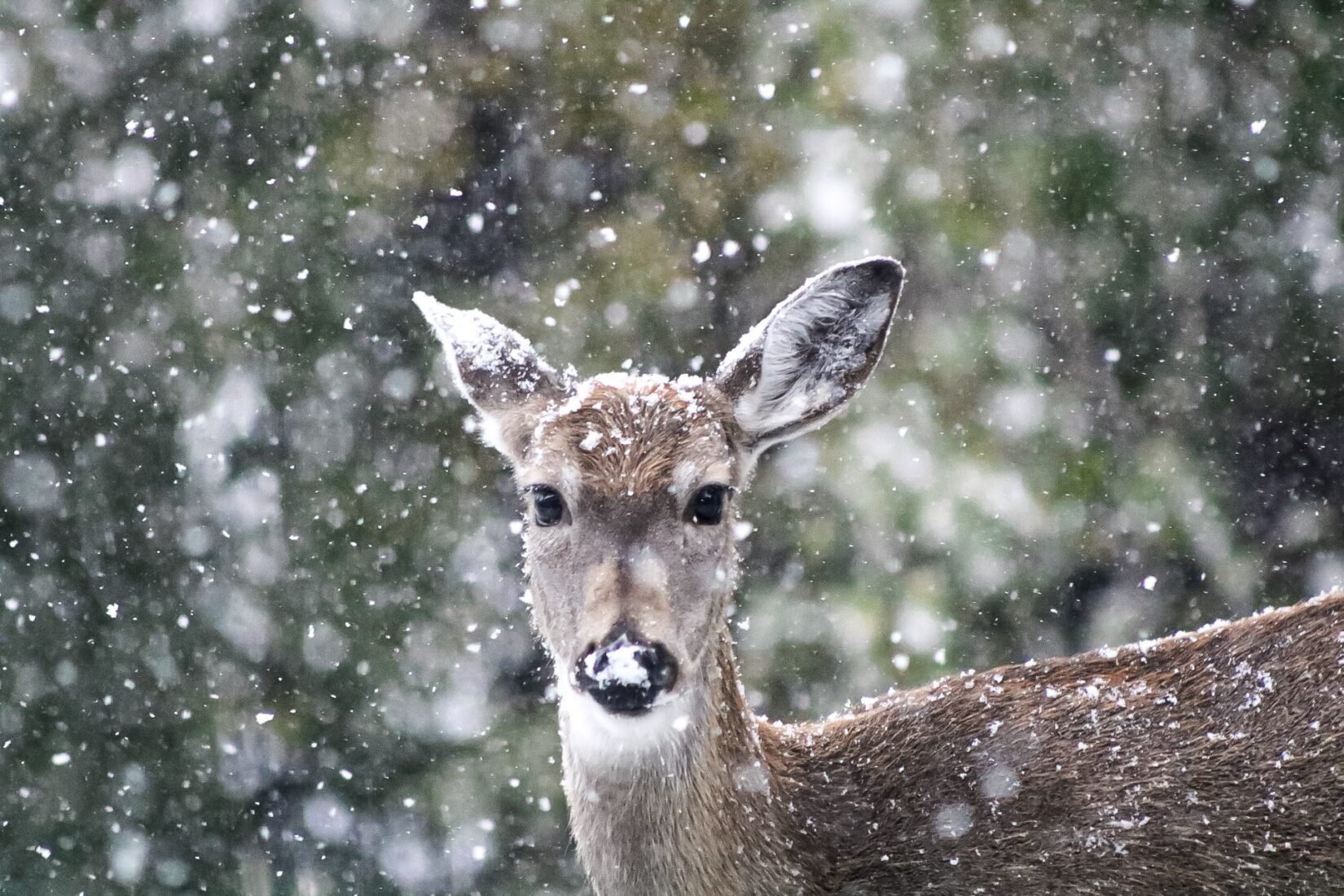 Deer covered in falling snow