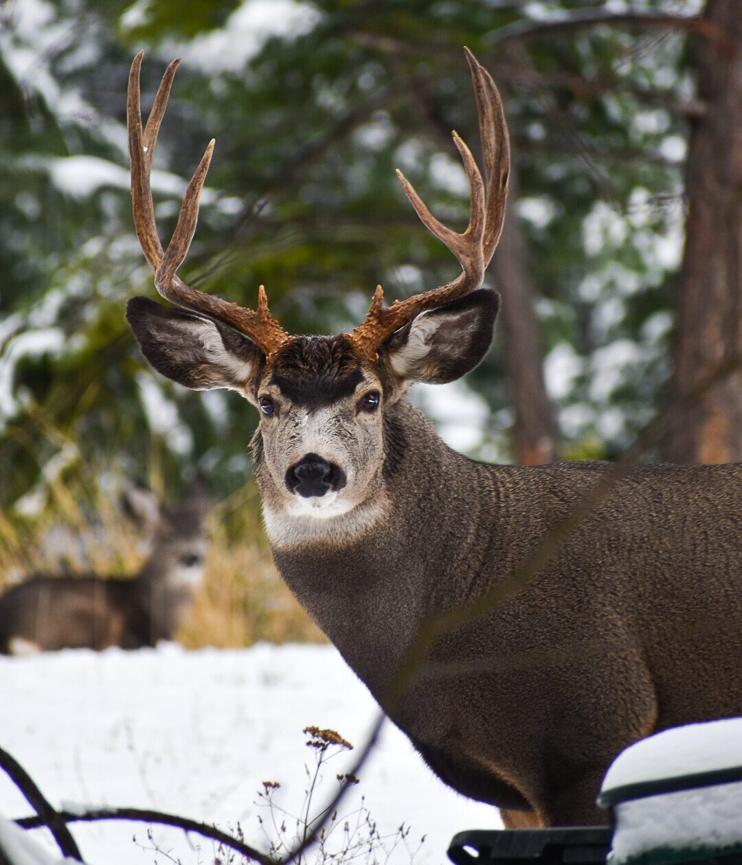 Deer standing in snowy backyard