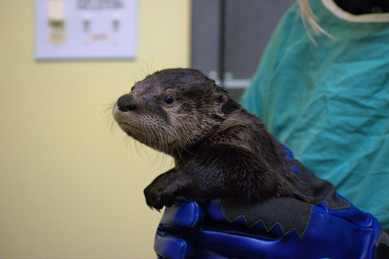 Baby river otter held in gloved hands