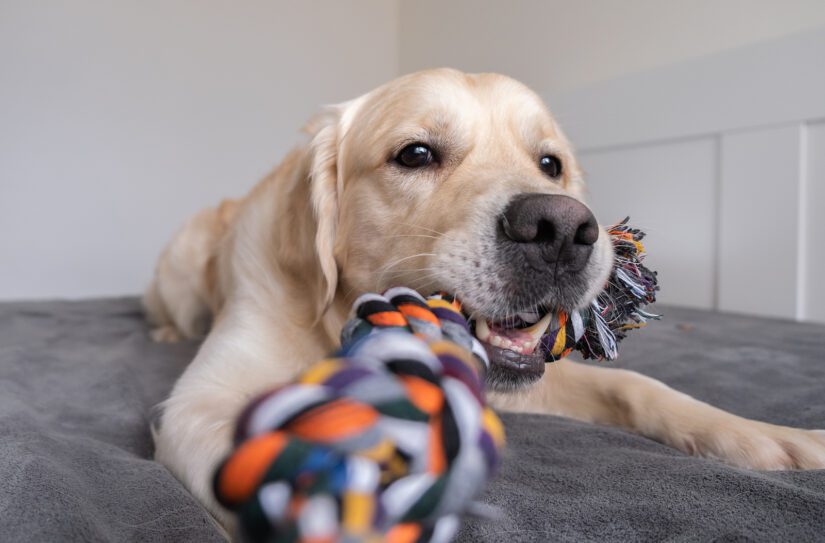 19 Toys to Keep Your Pet Active This Winter