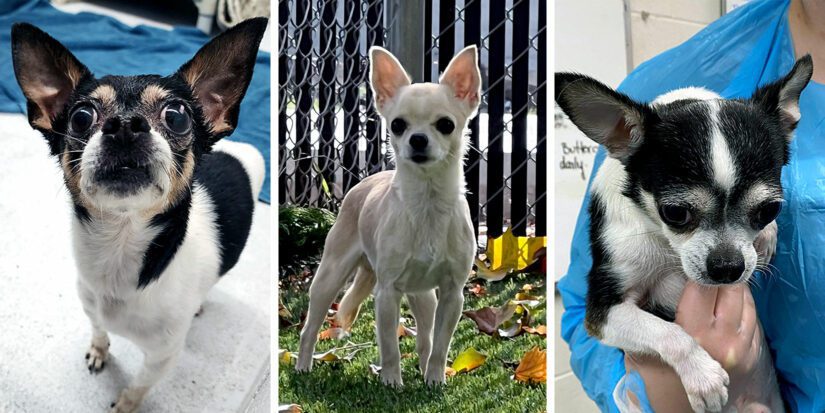 3 chihuahuas left to right: King Pedro, Dominga, Sancho