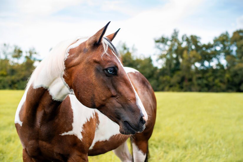 American Paint Horse mare with blue eyes