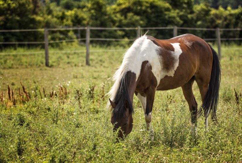 Photo of a beautiful brown and white Appaloosa painted horse grazing in a pasture.