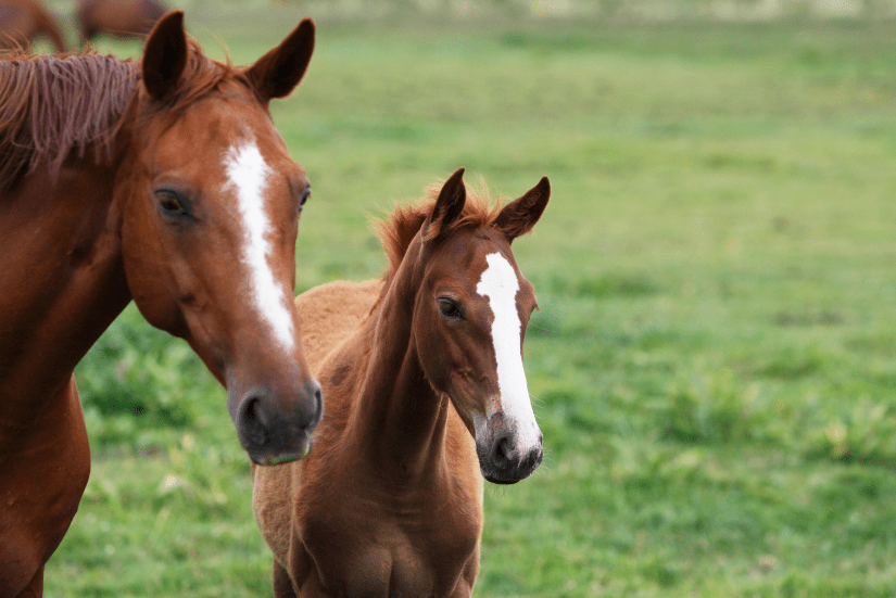 Horse and foal on pasture.