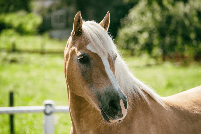 Close-up of a single horse outdoors