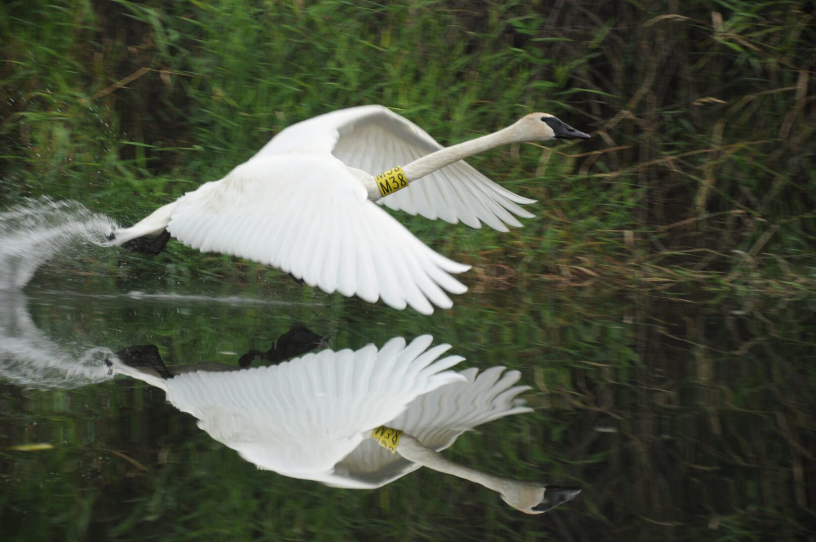 A tundra swan with a coloured band flies over water