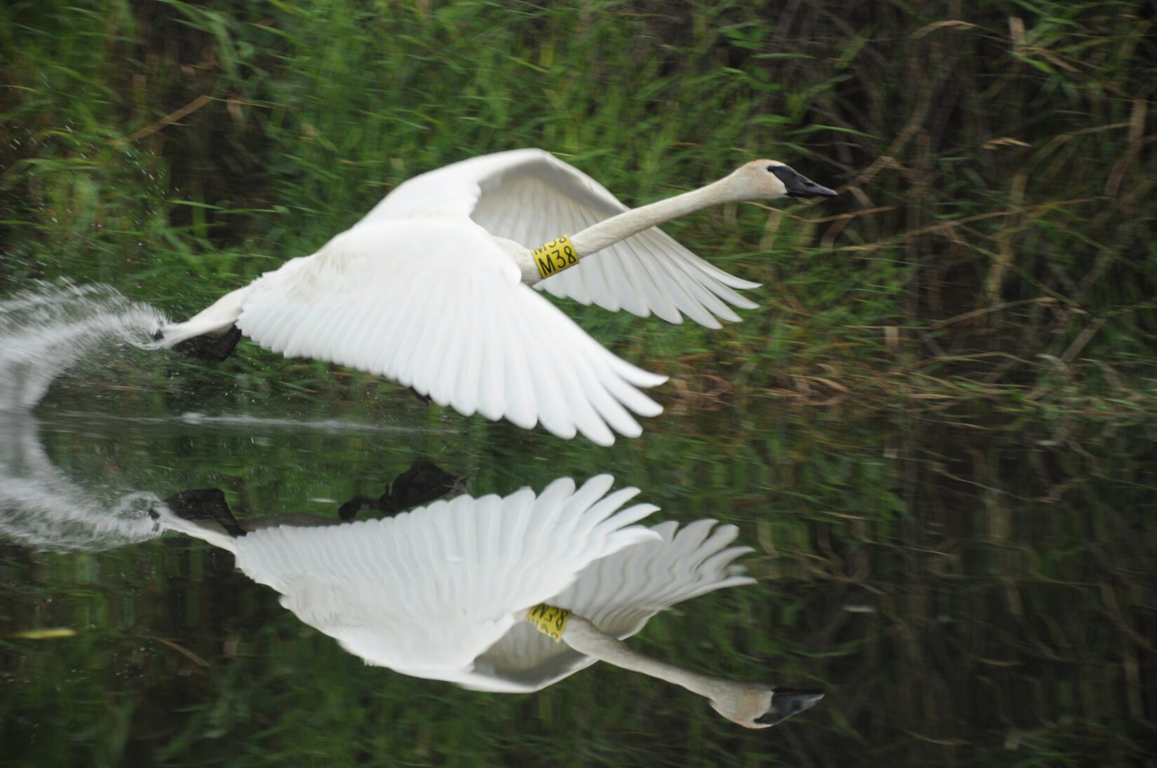 Reading Your Bird's Leg Band