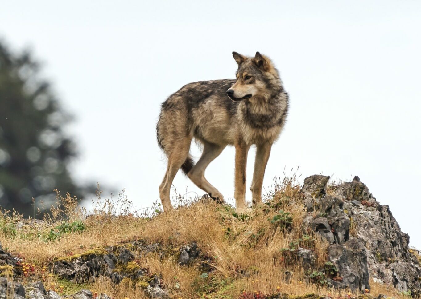 Wolf standing on a rocky cliff face