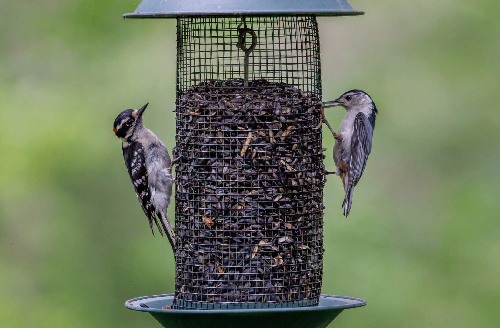 Downy woodpecker and nuthatch cling to sides of seed bird feeder