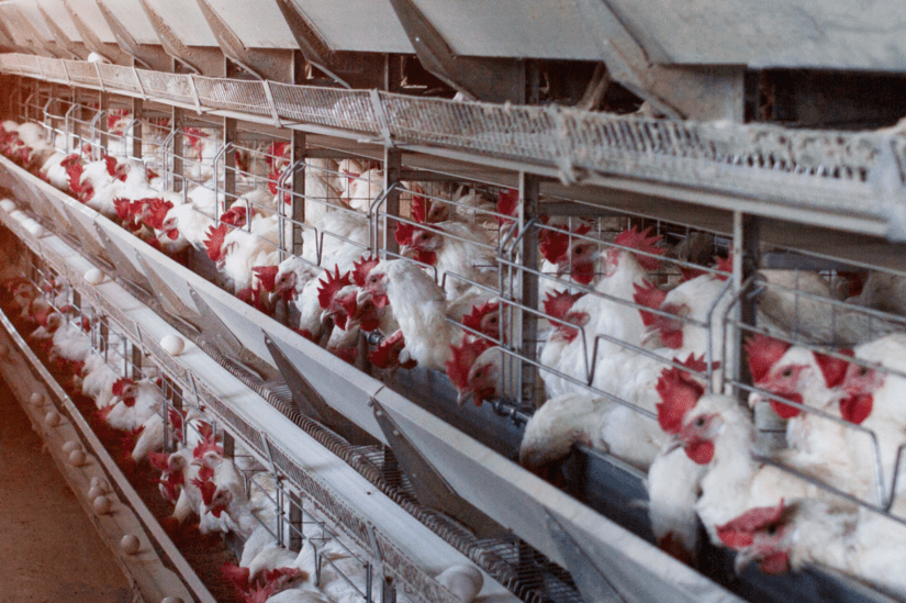 White laying hens in conventional battery cages.