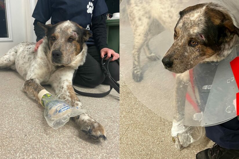 Petsecure Pet Insurance to match $3,500 in donations to help injured dog - BC SPCA Petsecure Pet Insurance to match $3,500 in donations to help injured dog - BC SPCA