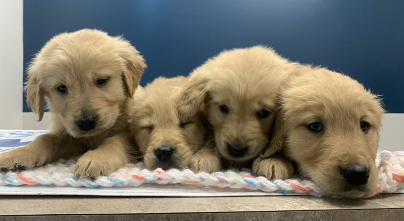 Retriever rescues store