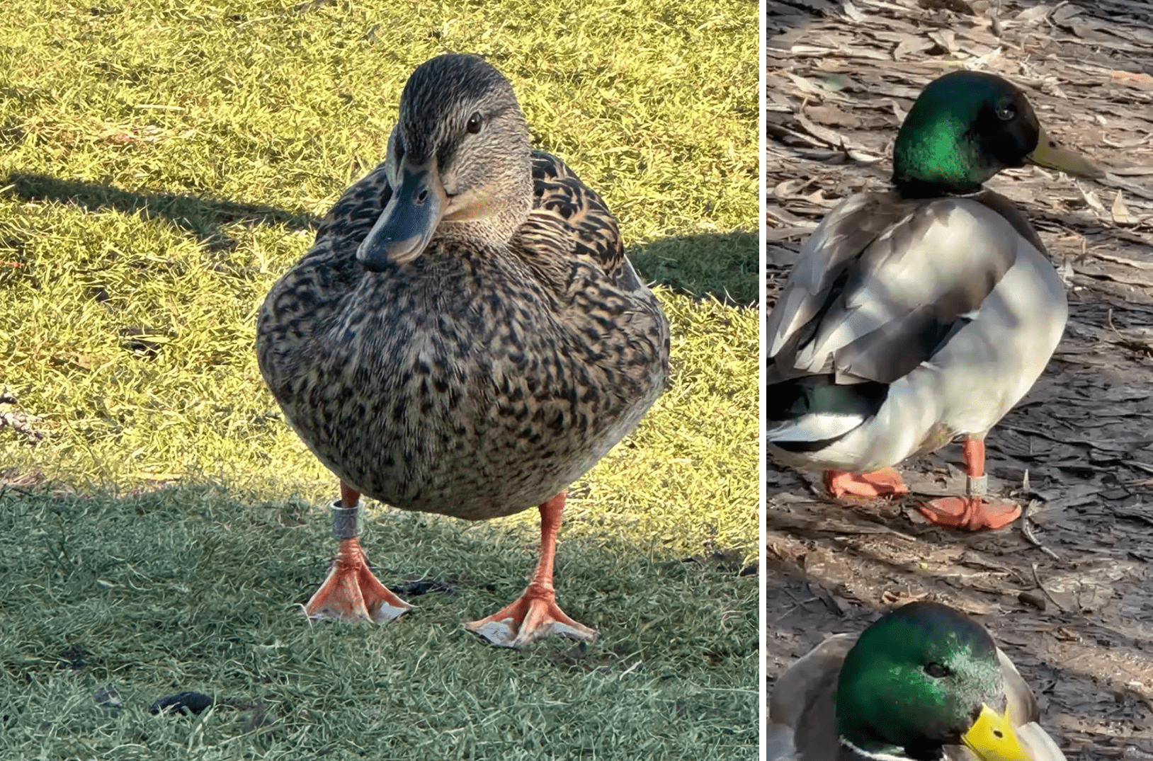 Pair of mallard ducks - male and female - with metal leg bands