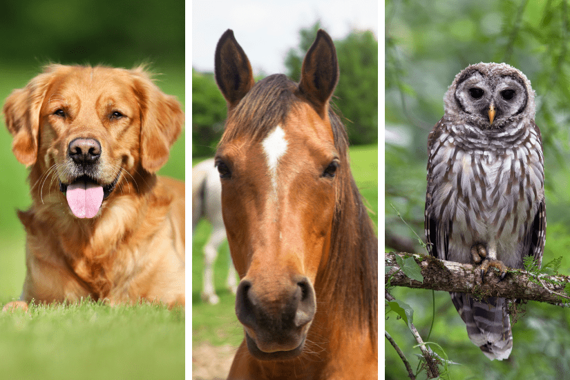 Photos of a dog, a horse and an owl