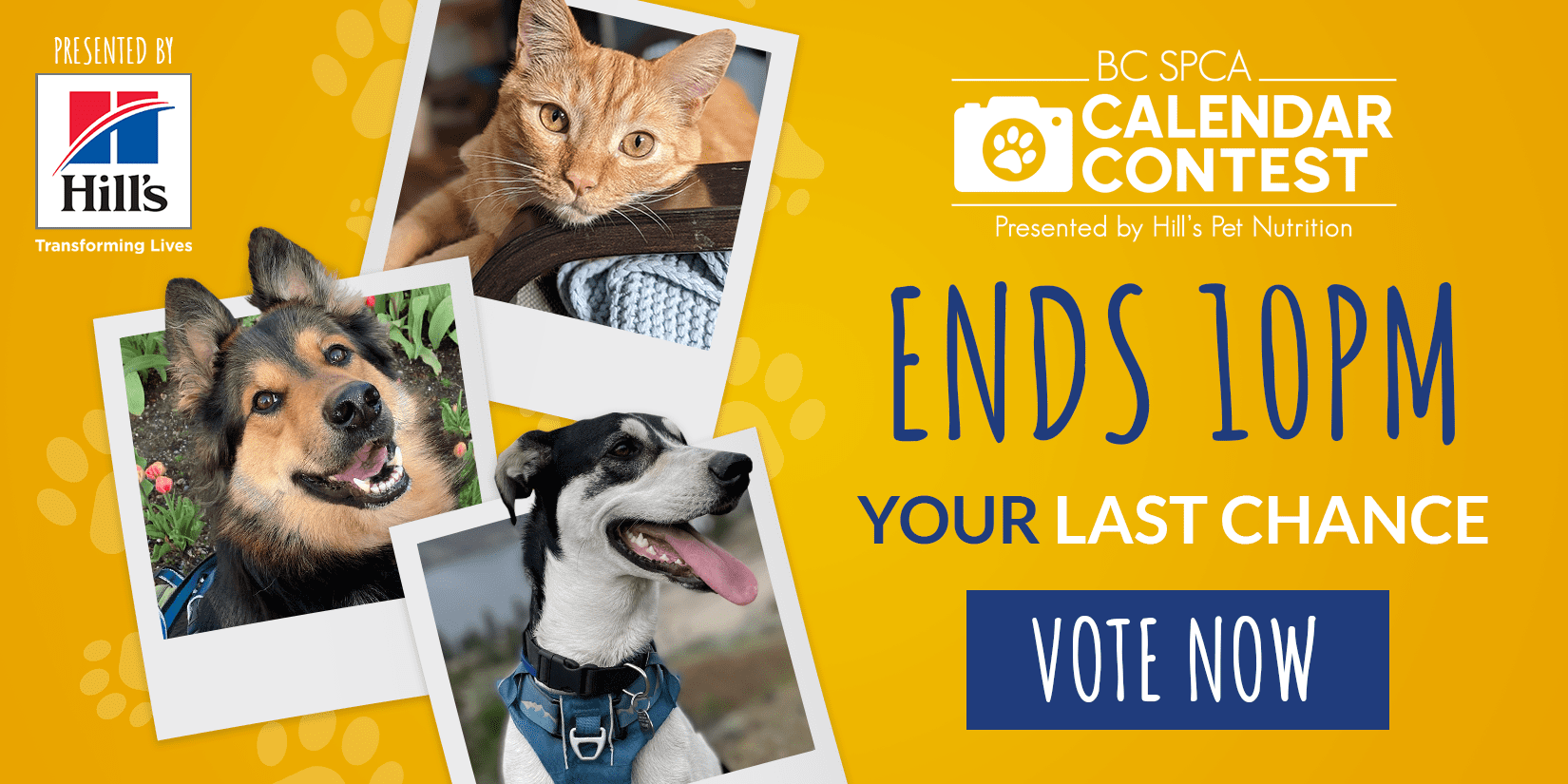 Plantbased eating your choices make a difference BC SPCA