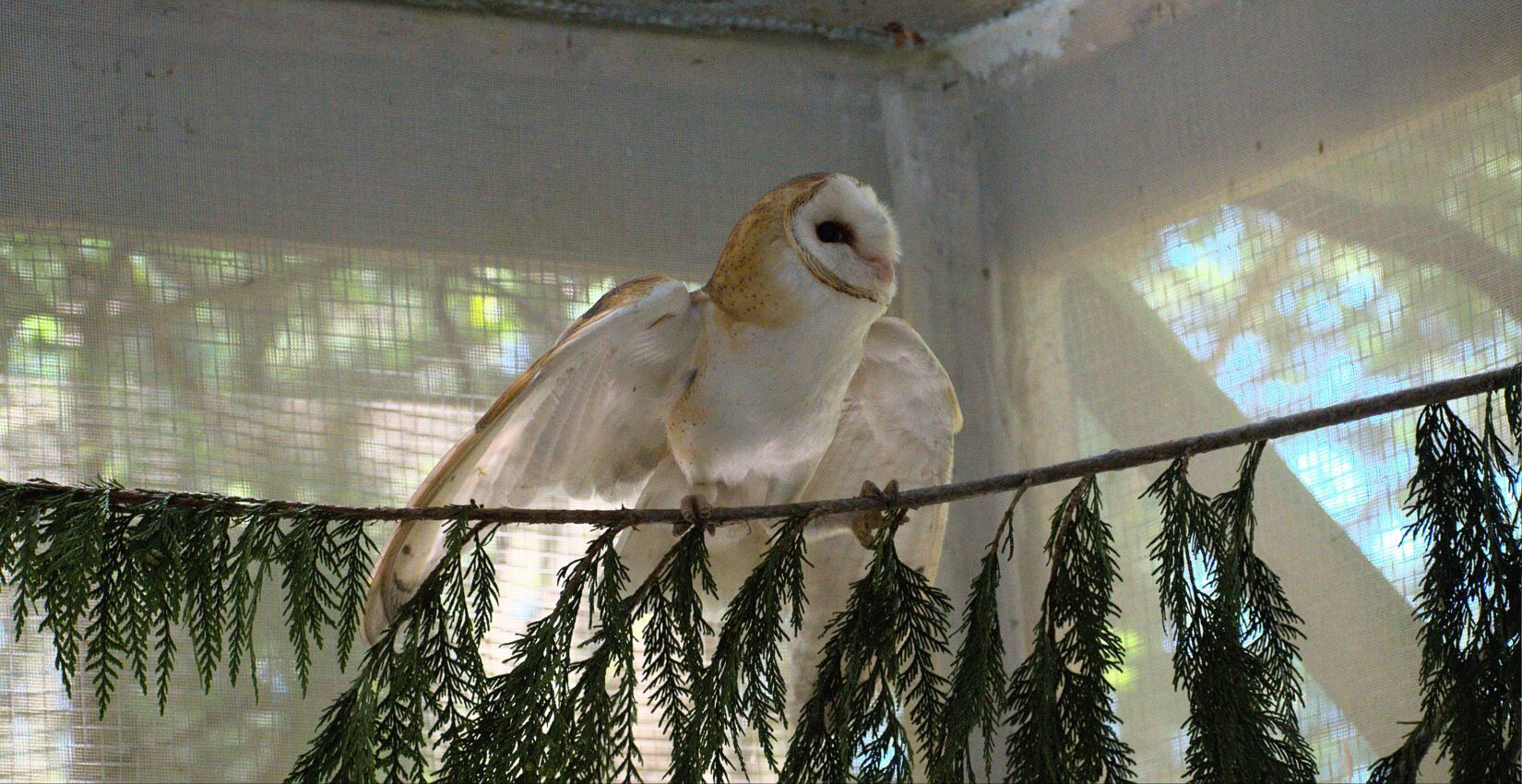 Barn owl perched on a cedar branch with wings spread out