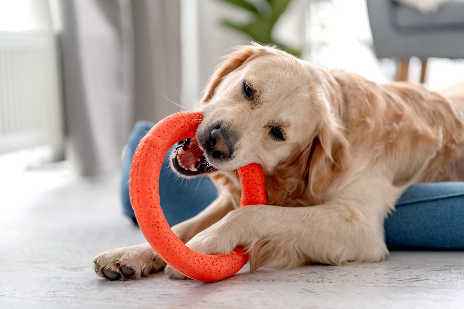Golden retriever dog biting ring toy while lying on dog bed indoors at home
