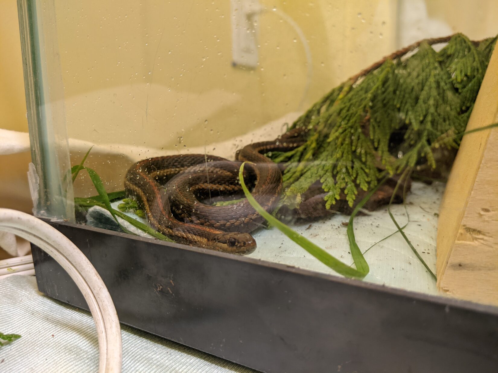 Northwester garter snake in care at Wild ARC