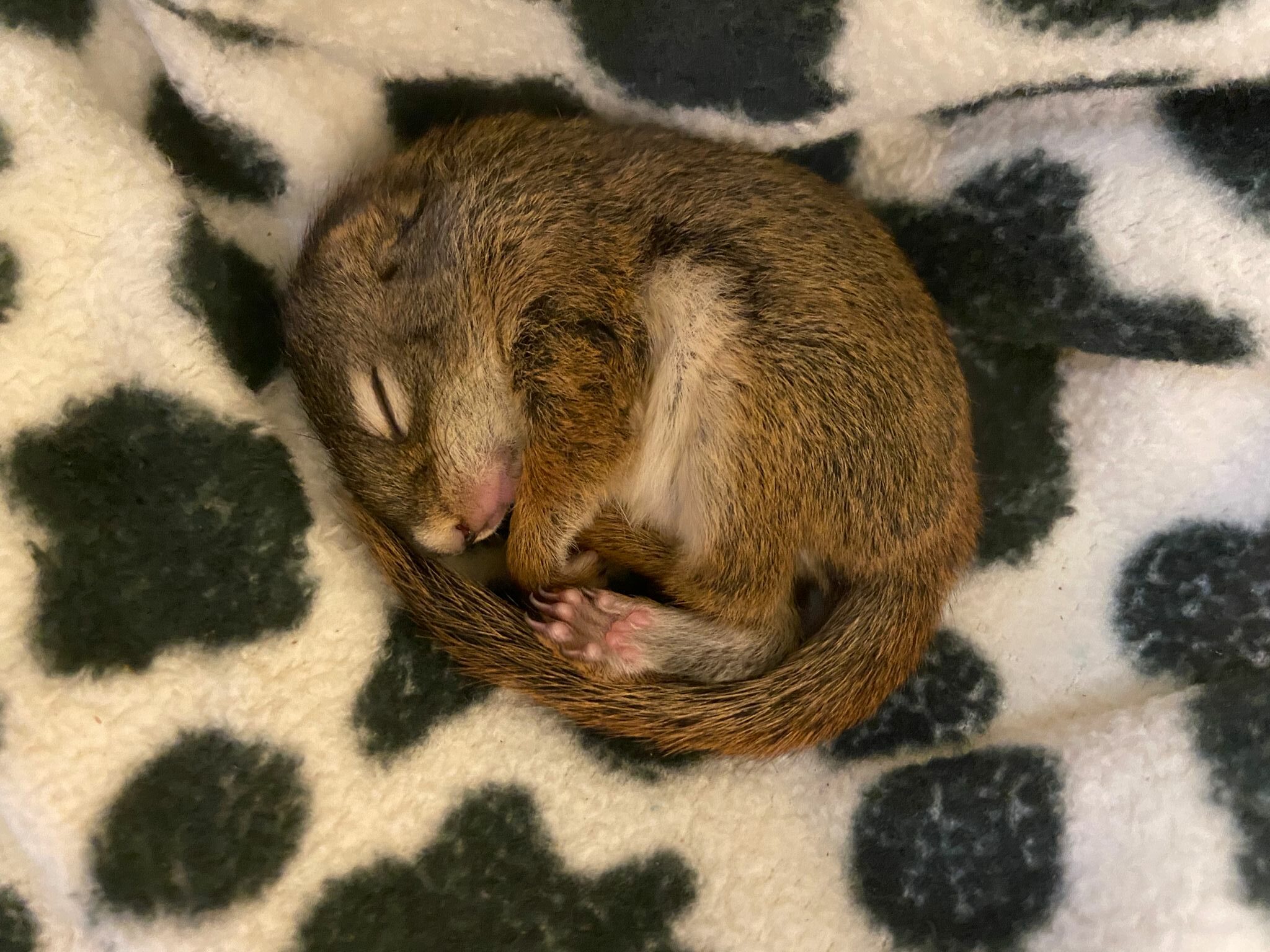 Baby red squirrel curled up on a spotted blanket