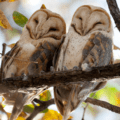 Two barn owls huddled together on a tree branch
