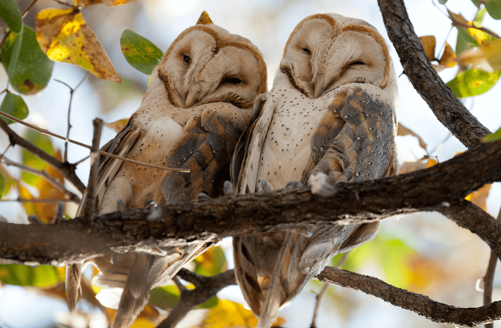 Two barn owls huddled together on a tree branch