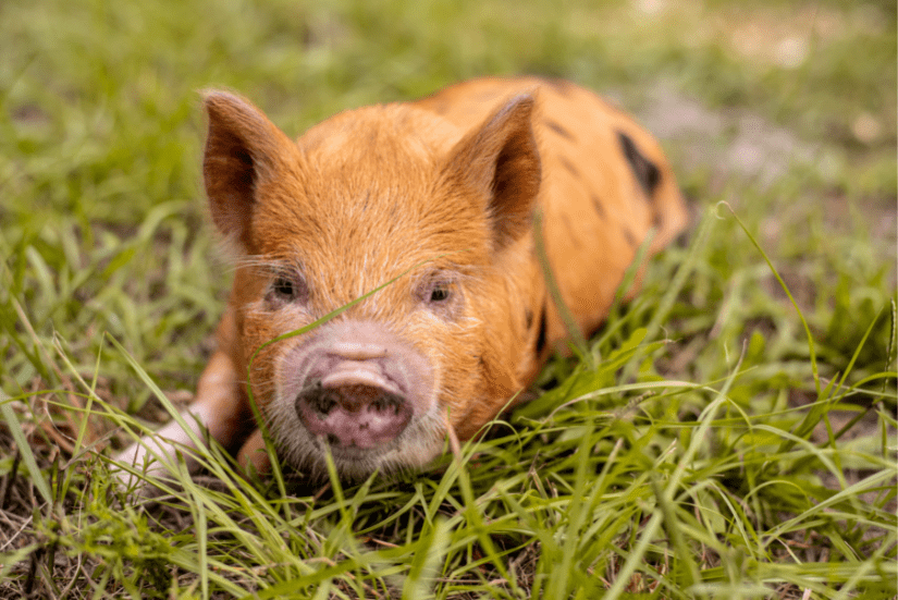 Kunekune piglet laying in grass.