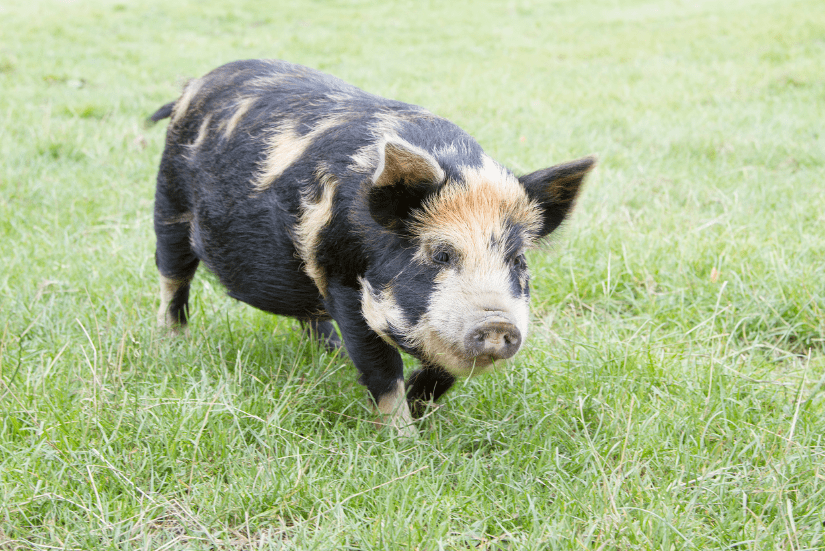 teacup pig full size