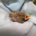 American robin nestling curled up in a blue cloth in care at Wild ARC