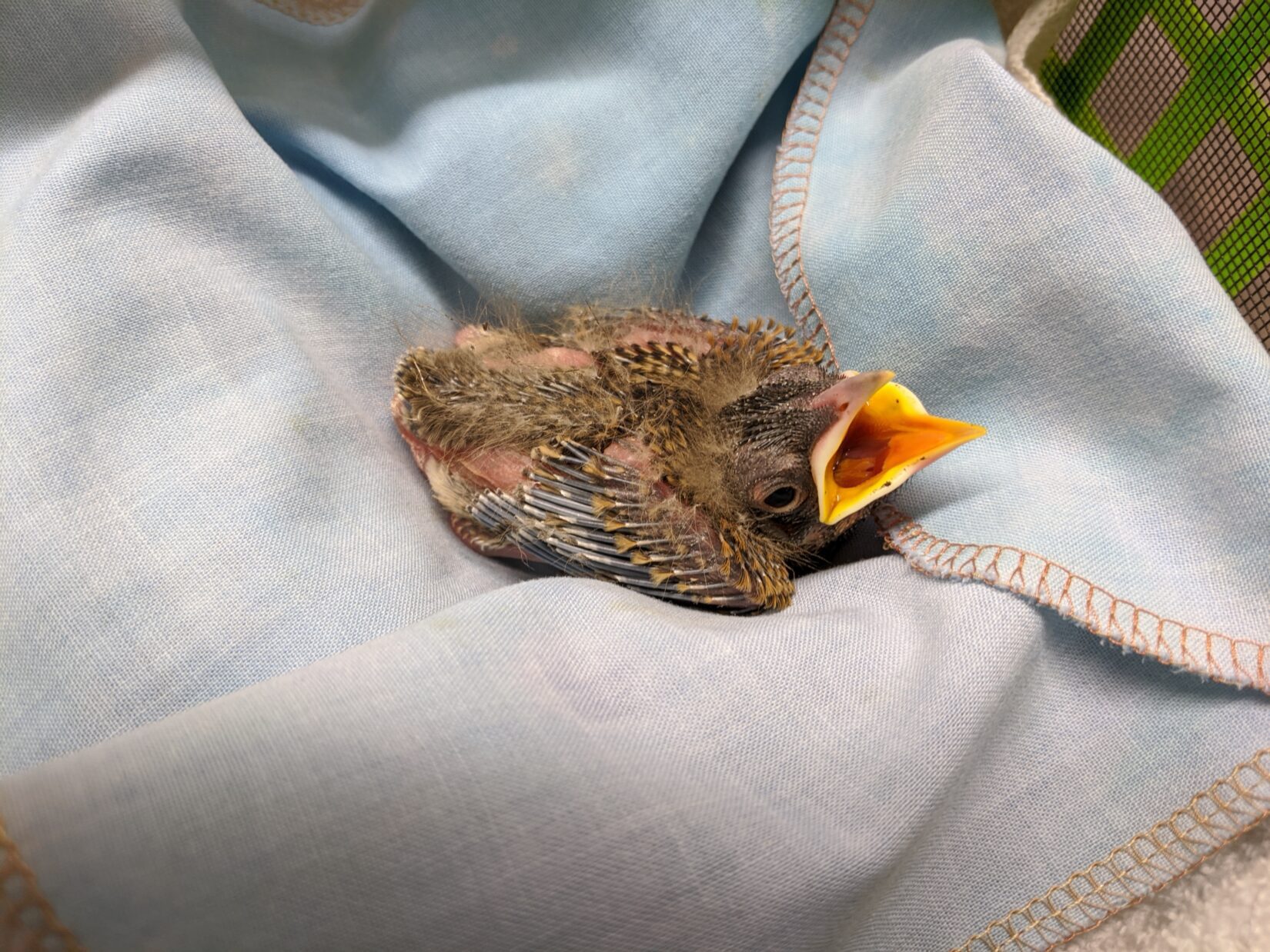 American robin nestling curled up in a blue cloth in care at Wild ARC