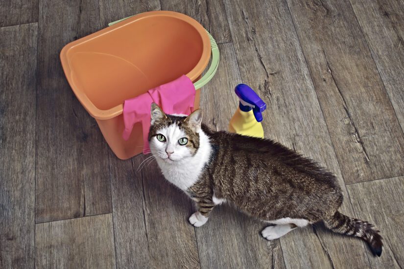 Cute tabby cat sitting beside cleaning products and looking up to the camera.