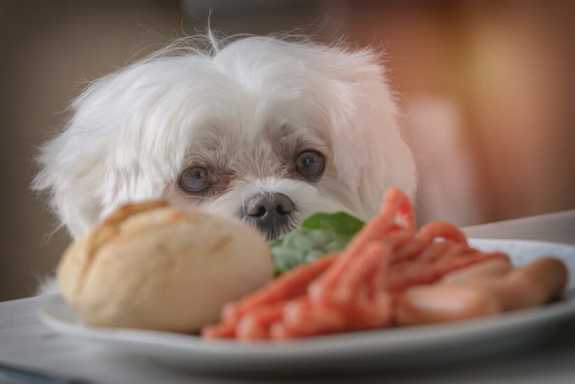 Cute white dog Maltese sitting on a chair at the table and begging for food.