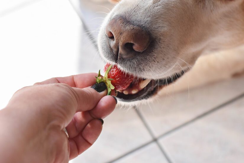 White Labrador retriever dog eating a strawberry from owners hand