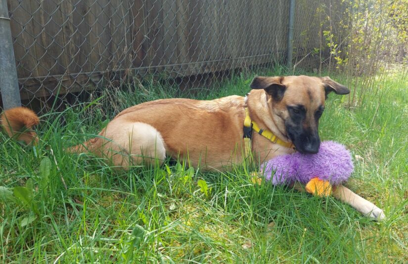 Dog gets second chance at a loving home - BC SPCA Dog gets second chance at a loving home - BC SPCA