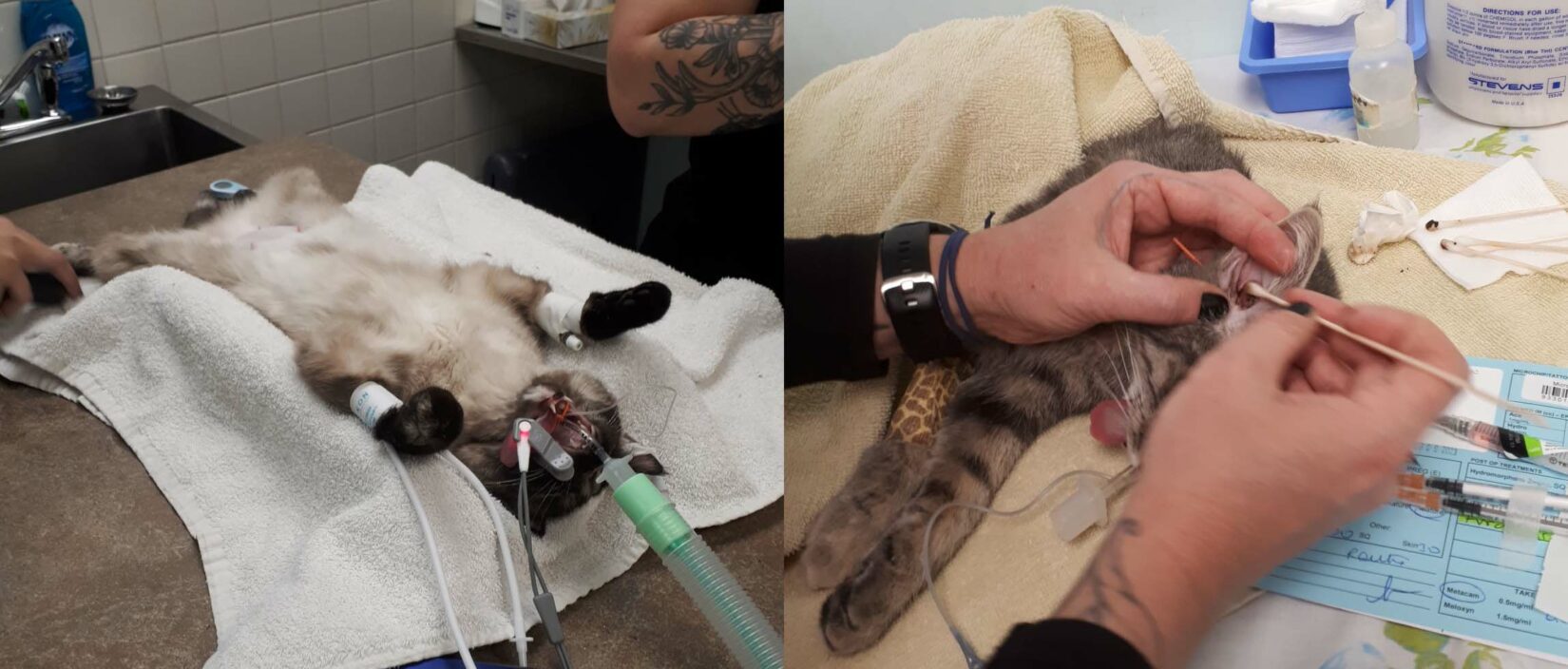 BC SPCA's Prince spay and neuter clinic hosts two feral cat days