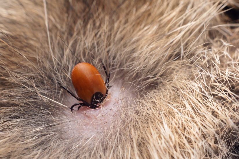 Close up of a tick burrowed into the skin of a cat.