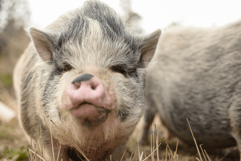 12 Things to know before adopting a mini pig