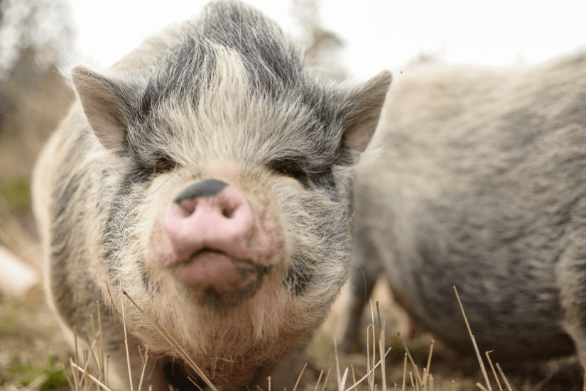 Keeping pigs 2024 as pets