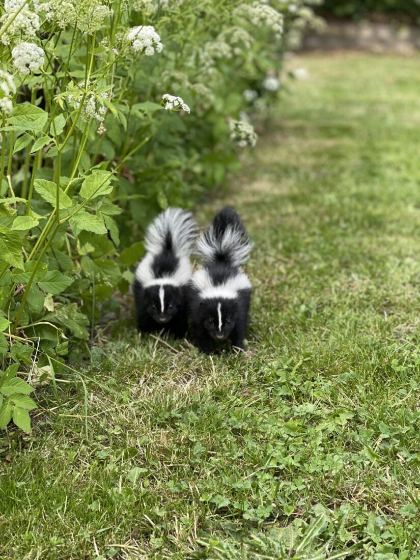 Two baby skunks walking across green lawn