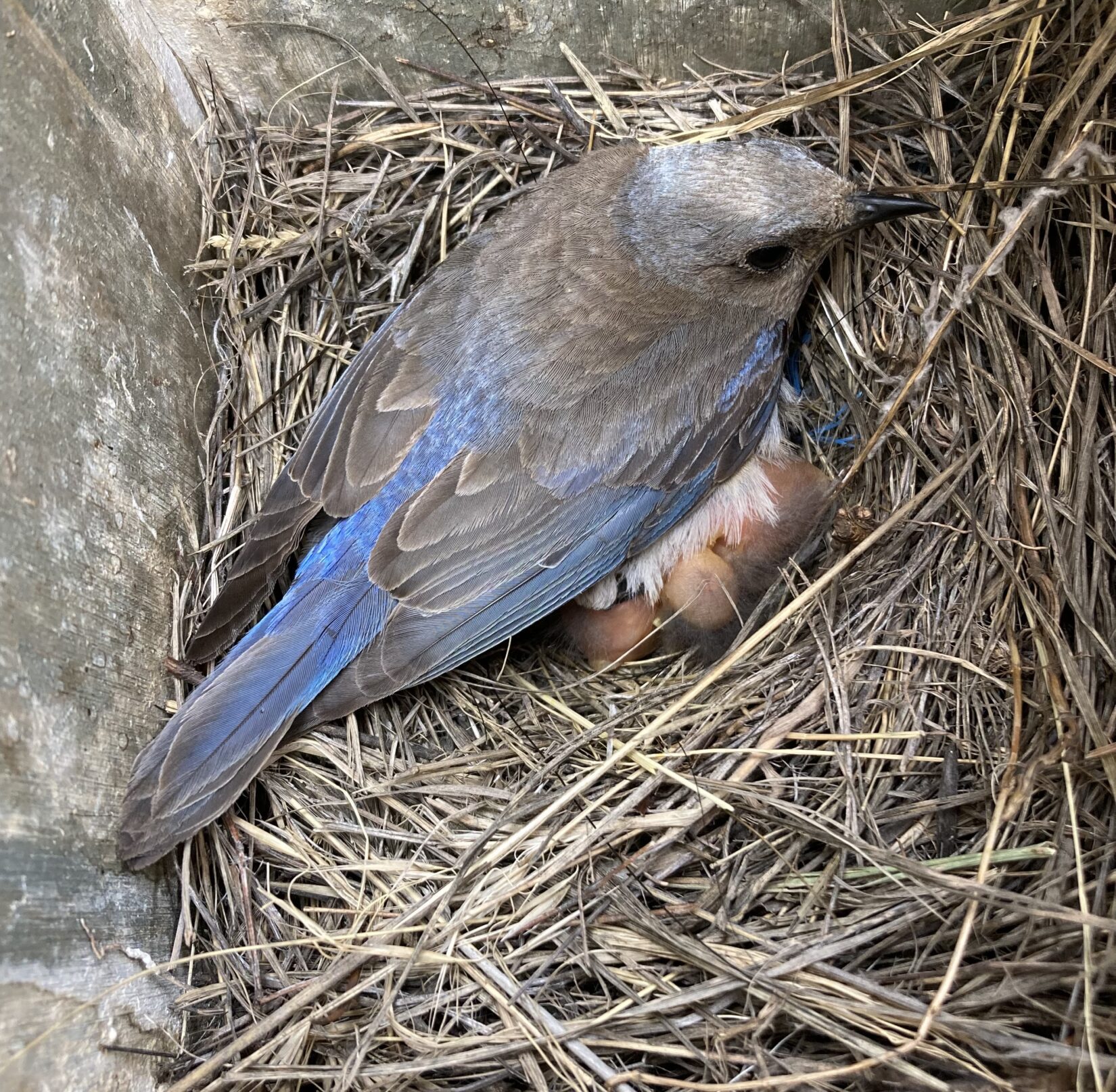 Bluebird keeping nestlings warm inside a nest box