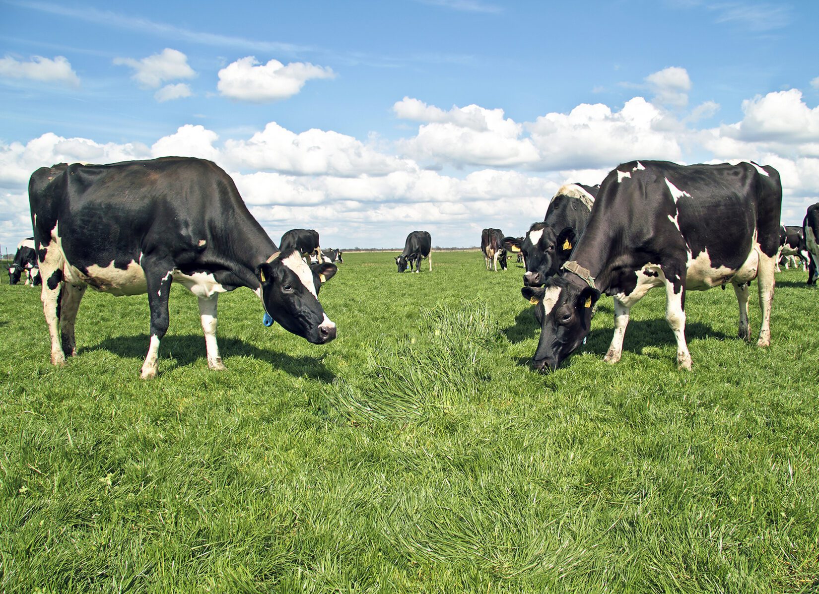 Dairy cattle in field