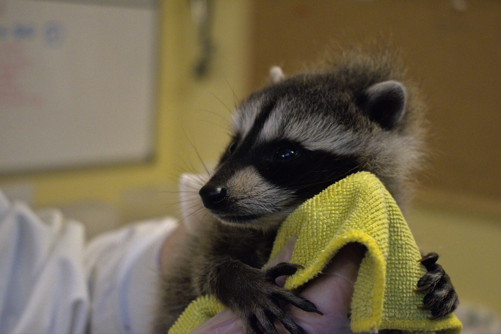 Baby raccoon resting their head on a yellow cloth while held in gloved hands at Wild ARC