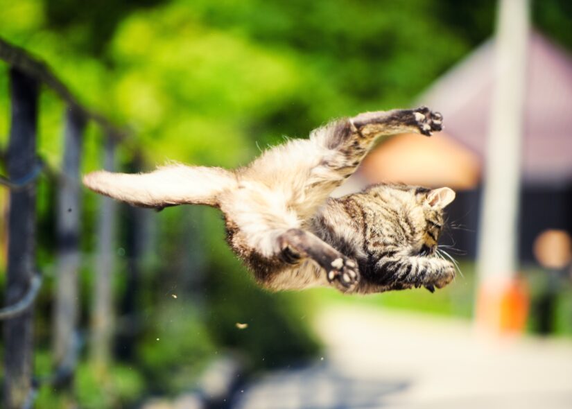 bird attack cat