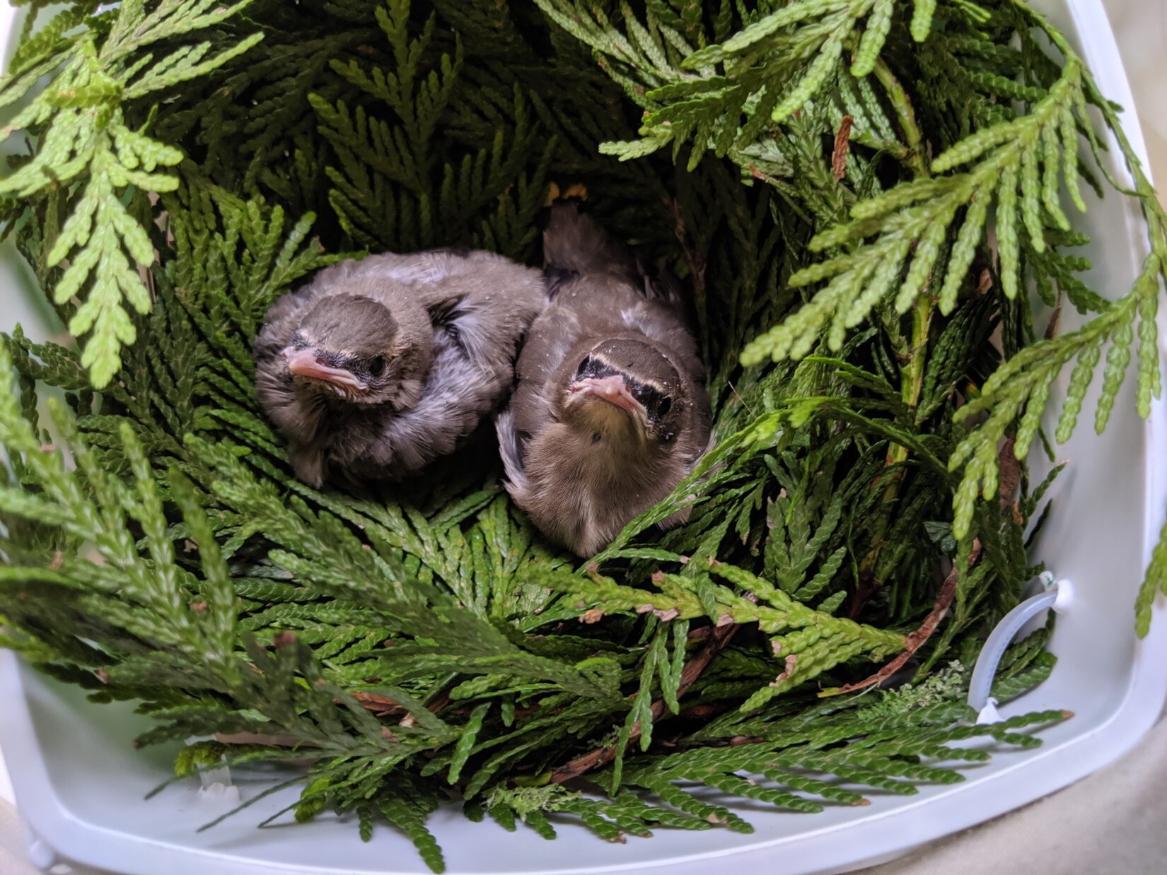 Two baby cedar waxwing birds in a false nest with cedar branches at Wild ARC