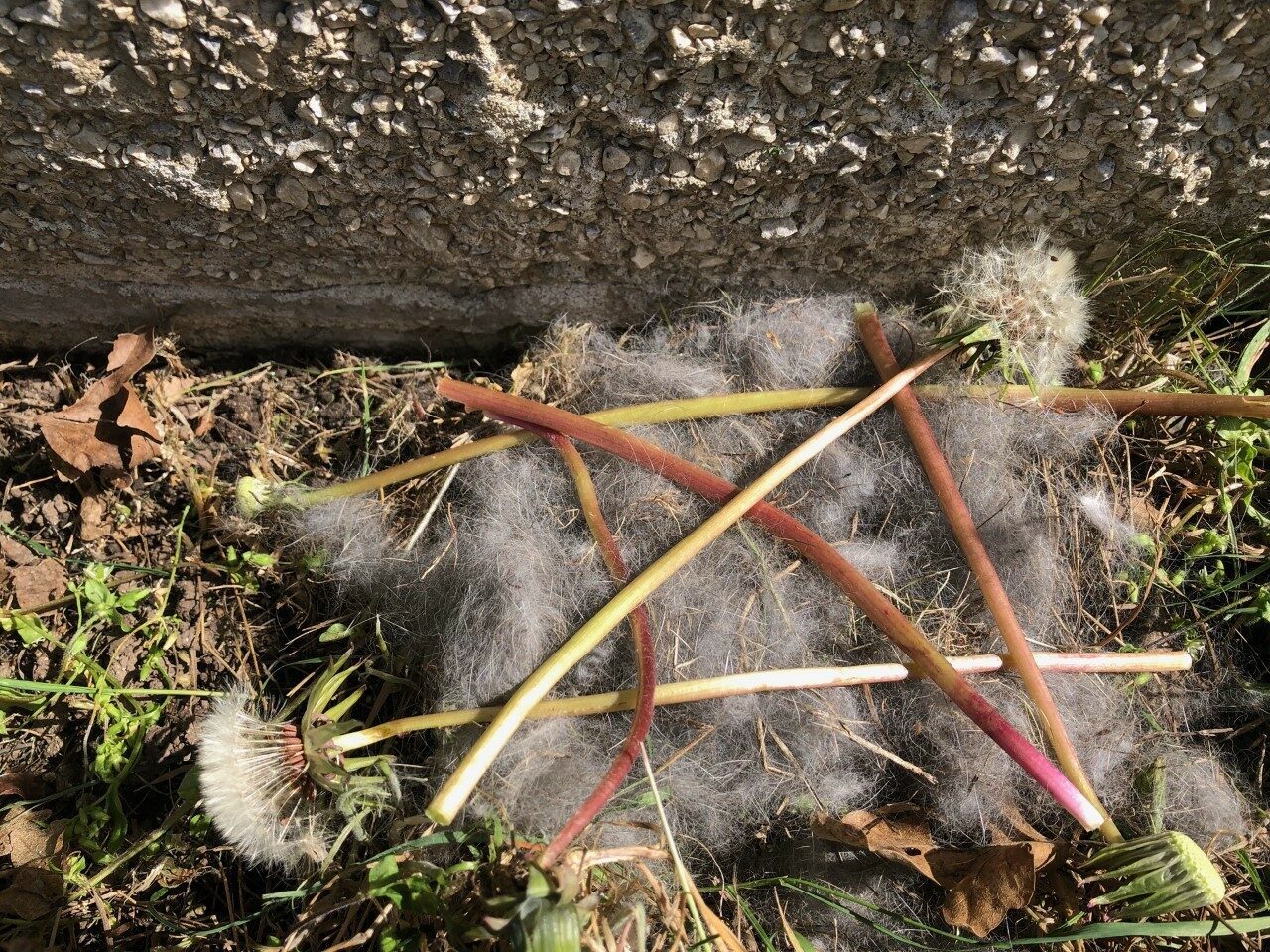 A grid of dandelions over a cottontail rabbit nest to check for parent care