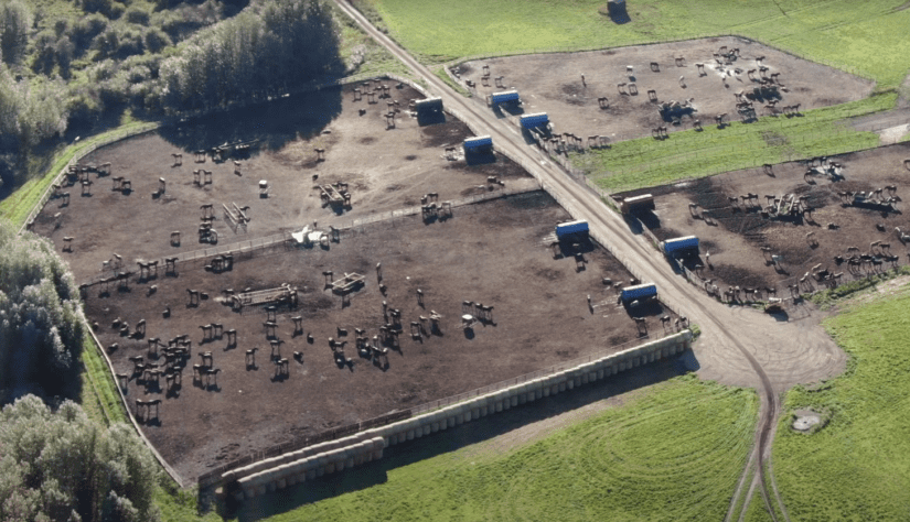 Horses in a feedlot in Alberta, Canada.