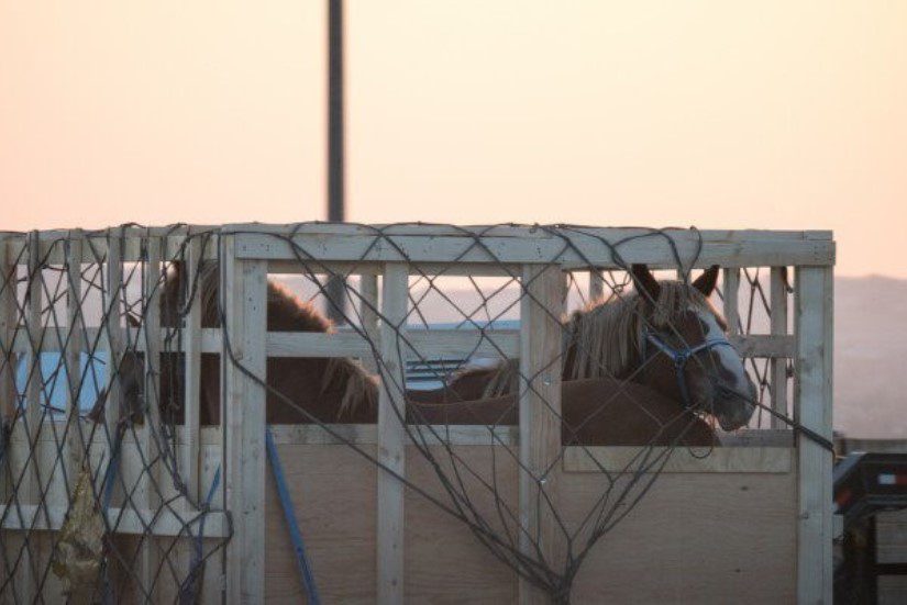 Horses in a shipping crate before being loaded onto the plane.